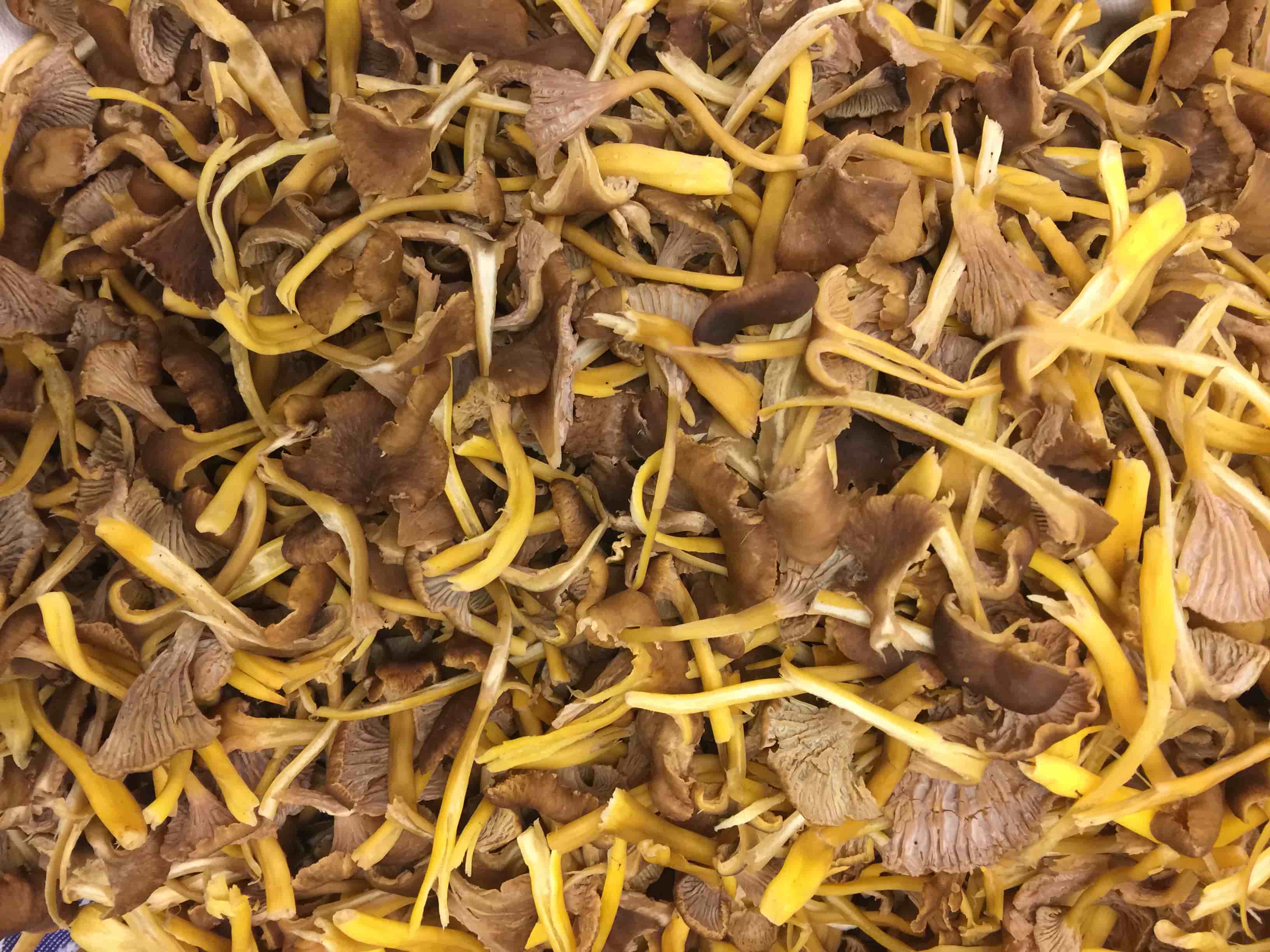 Trattkantareller